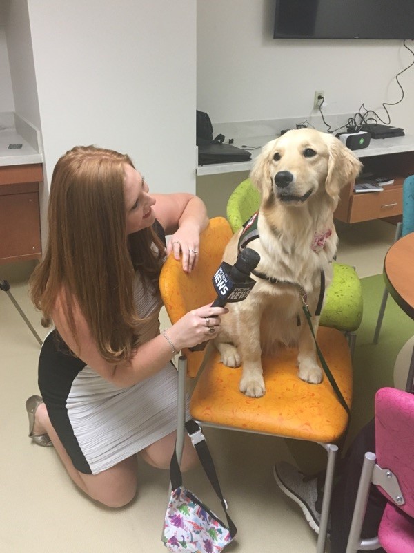 Comfort dog Hazel being interviewed by a TV news reporter