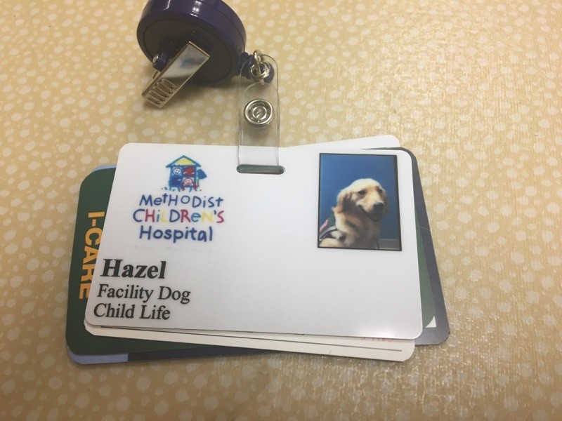 Comfort dog Hazel's hospital ID