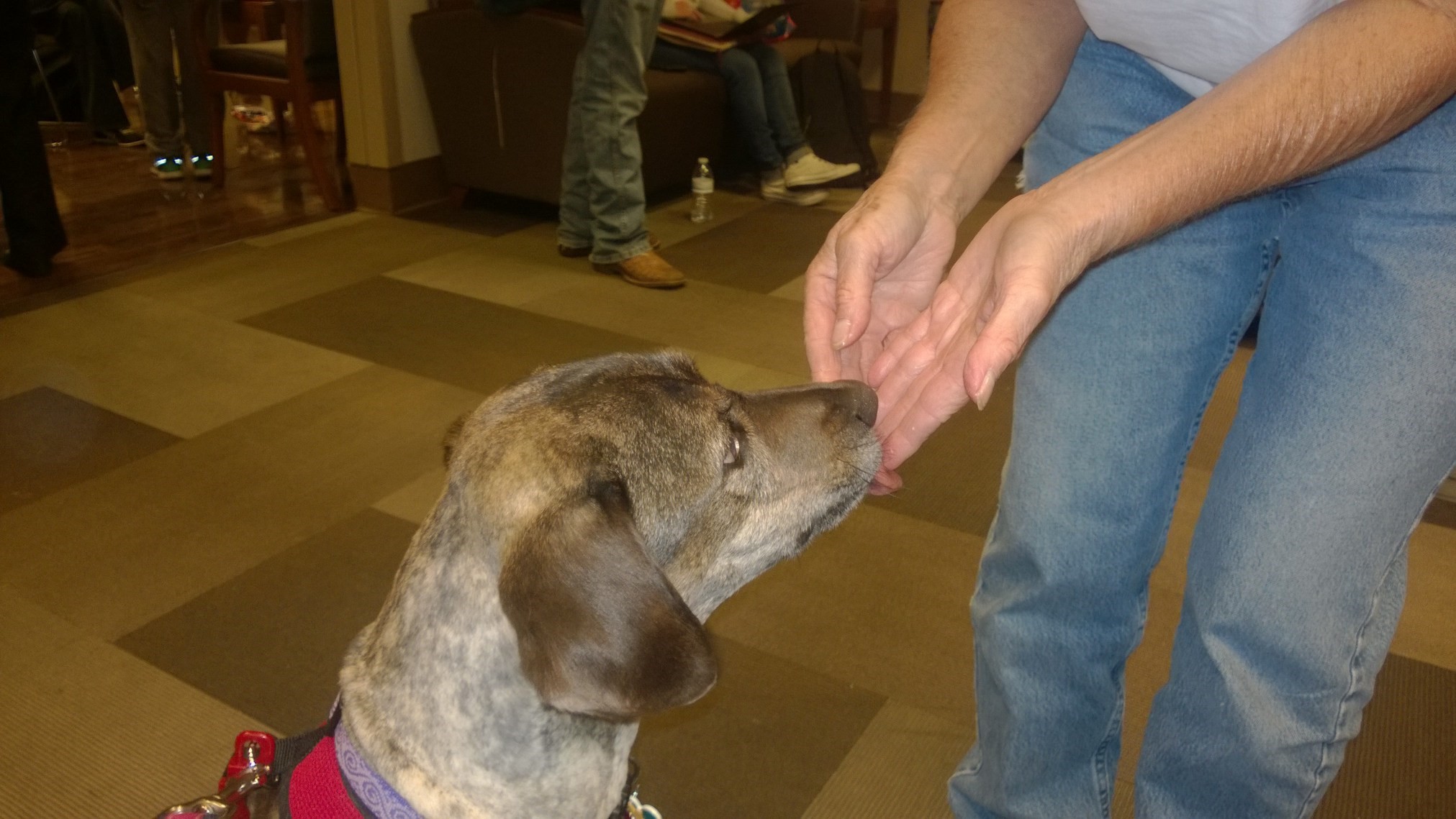 A therapy dog licking a person's hands