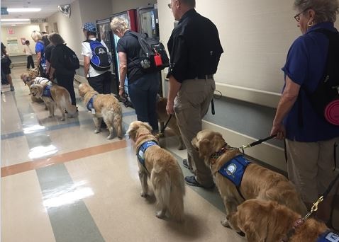Comfort dogs lined up in hospital hallway
