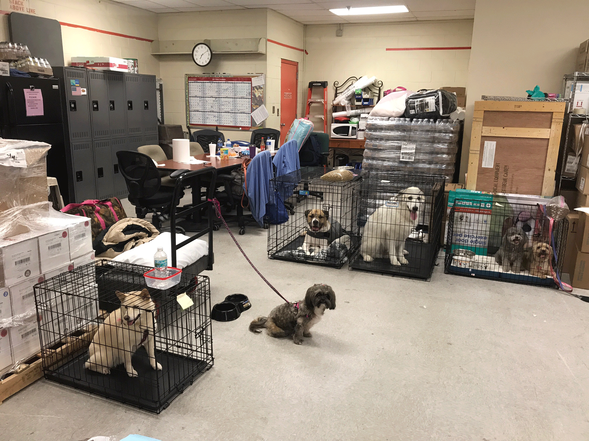 Six dogs in hospital supply room