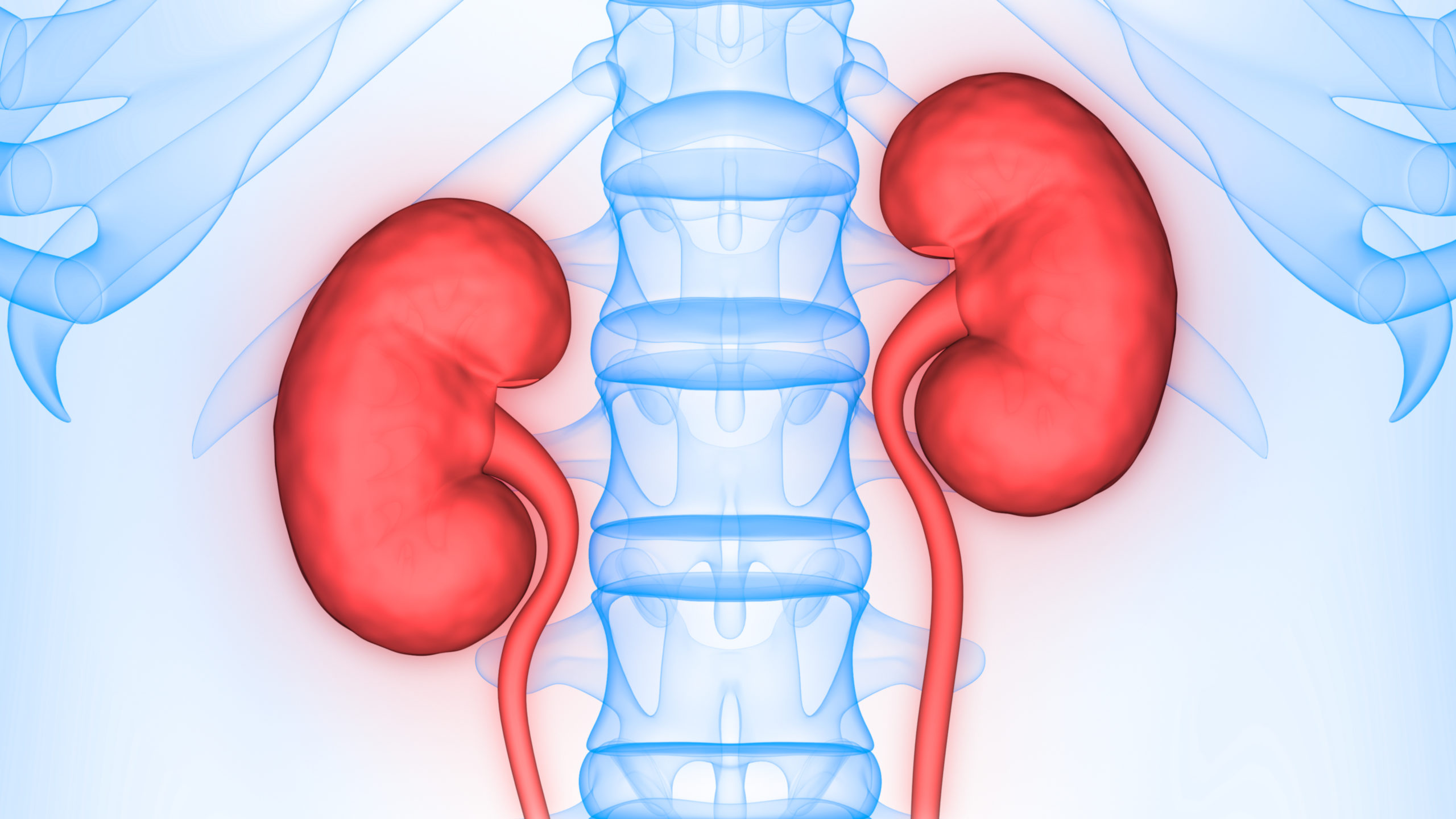 A rendering of kidneys next to spine