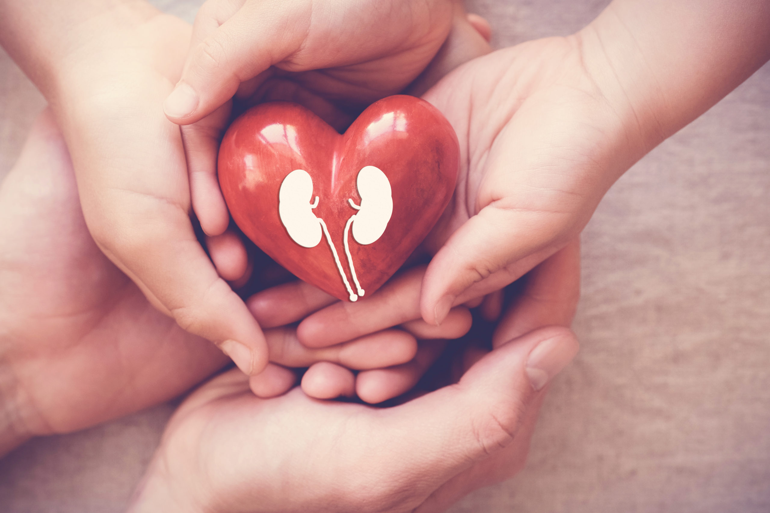 Three sets of hands holding a stone heart with an image of kidneys on it