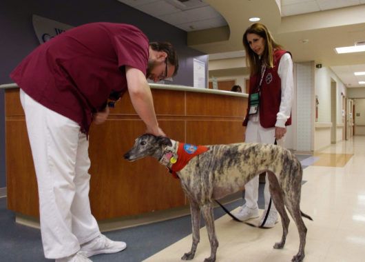 A male nurse leaning down to pet a therapy dog as the dog's female handler looks on
