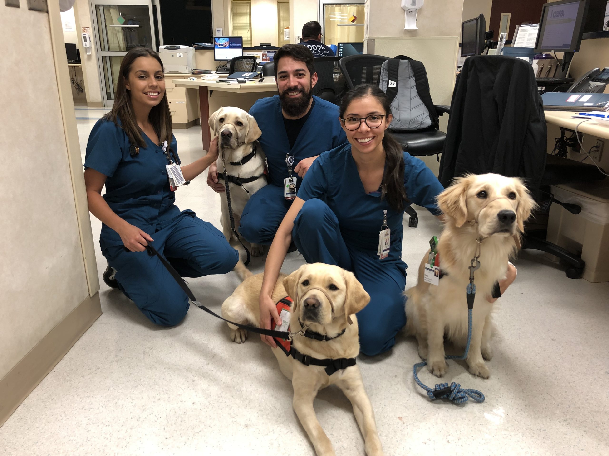 Three dogs comforting hospital workers