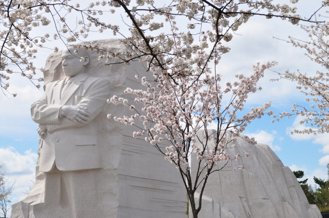 Cherry blossom trees surrounding the Martin Luther King Jr Memorial, a large stone with the image of Martin Luther King Jr carved into it
